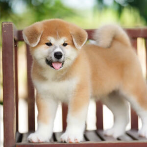 Limo