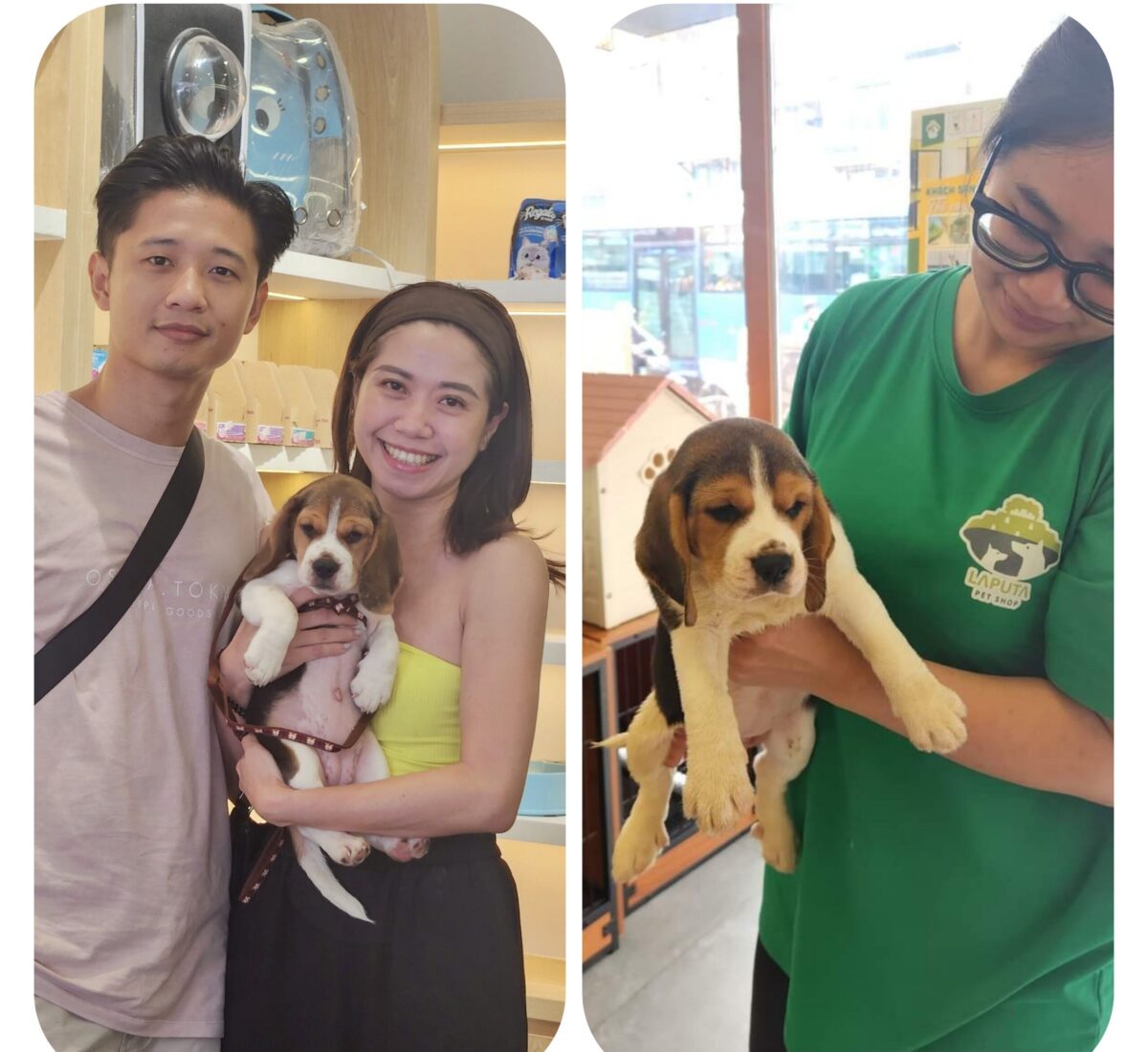 Giống chó săn thỏ Beagle: Giá bán bao nhiêu? Đặc điểm, tính cách