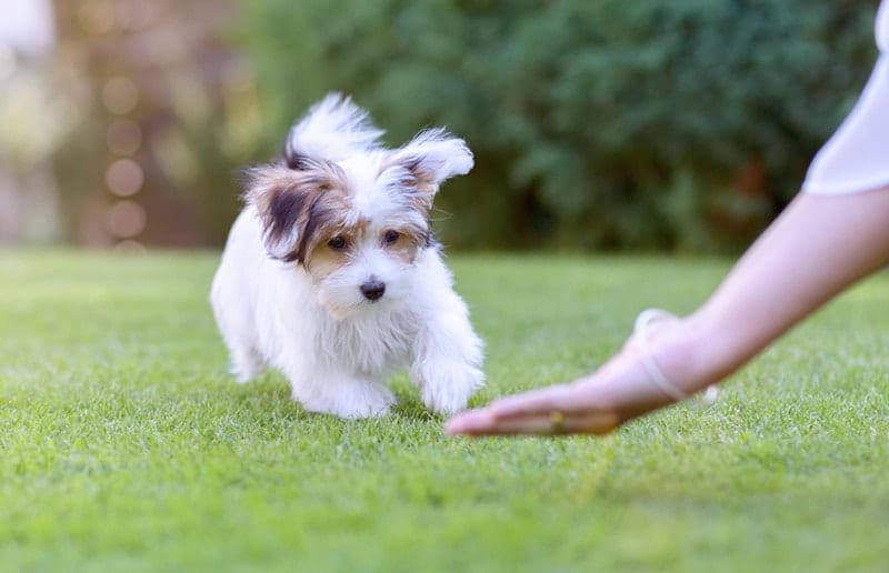 Chó Havanese