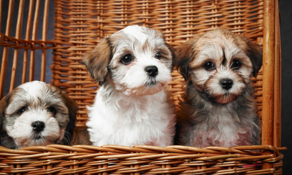 Chó Havanese