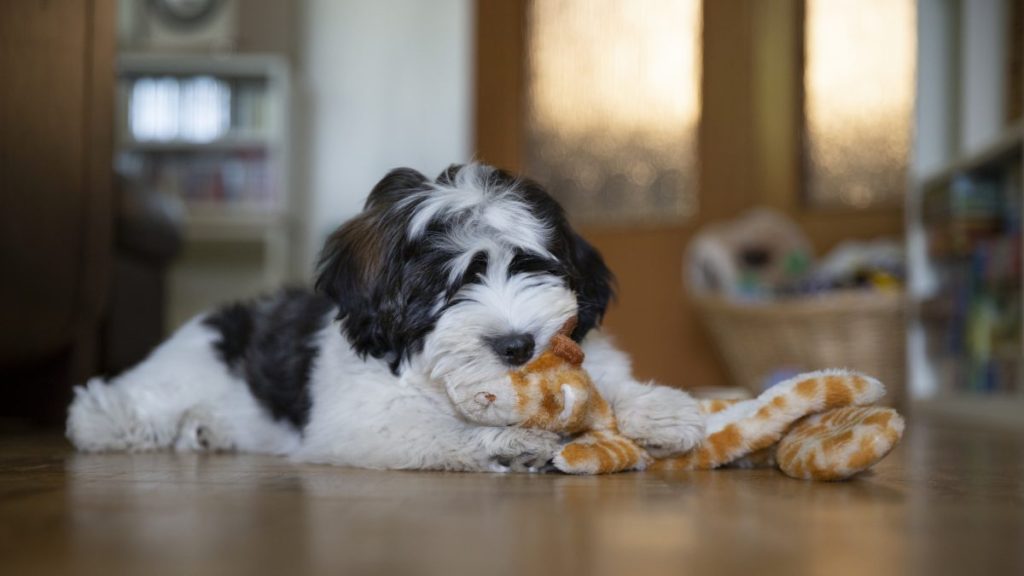 Chó Havanese