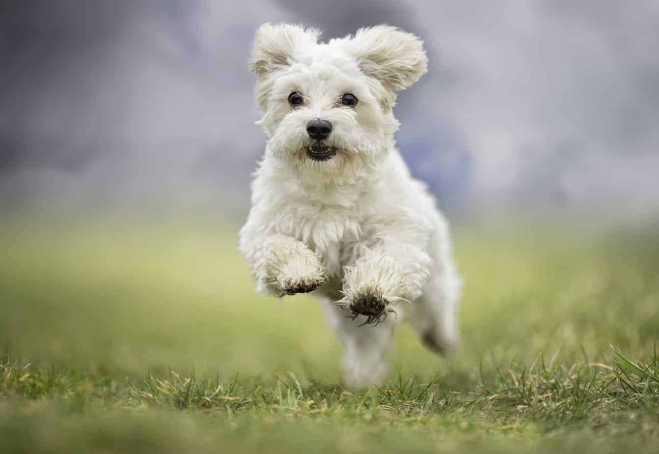 Havanese