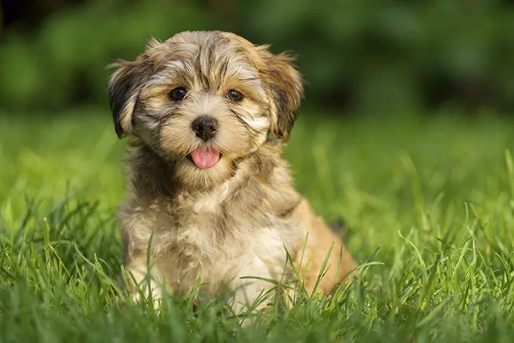 Chó Havanese