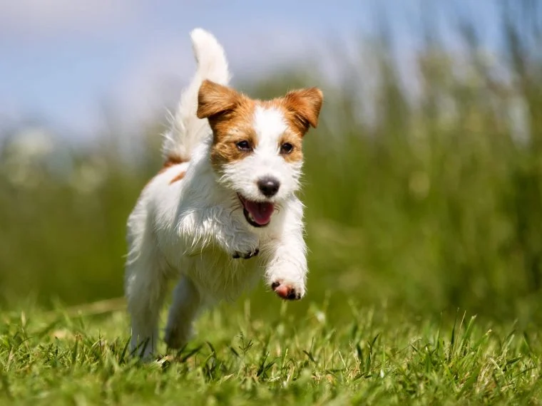 Chó Jack Russell Terrier