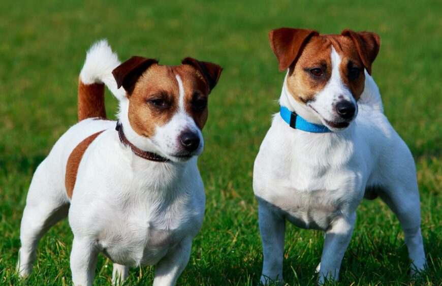 Chó Jack Russell Terrier