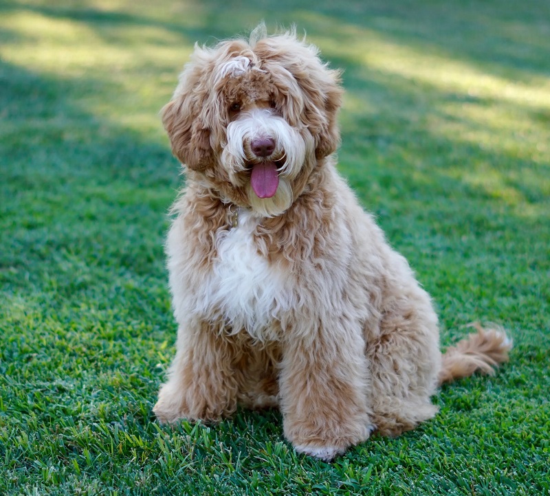 Labradoodle