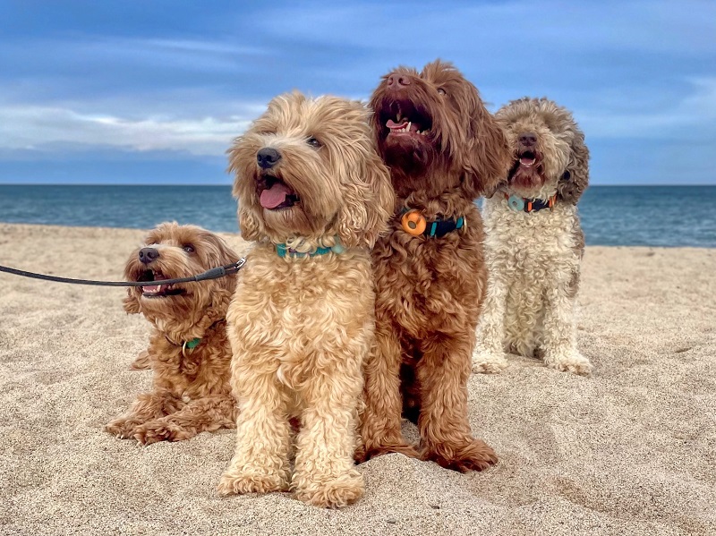 Chó Labradoodle