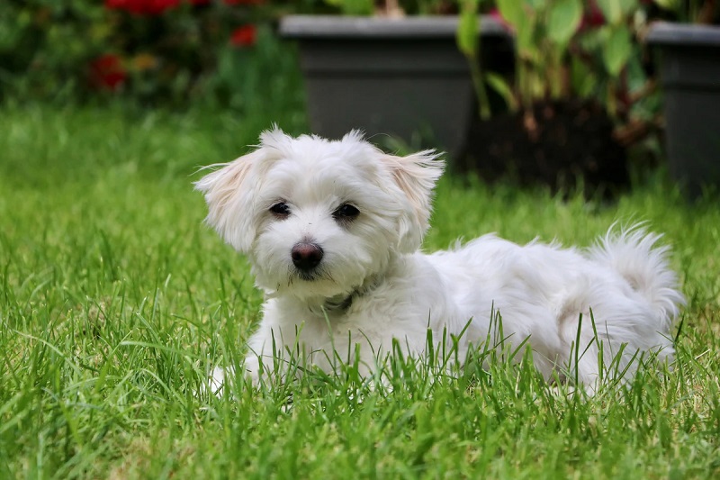 Chó Maltese