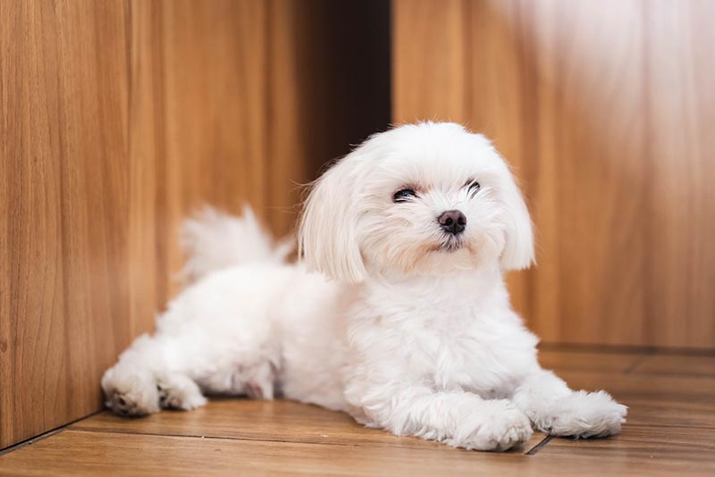 Chó Maltese