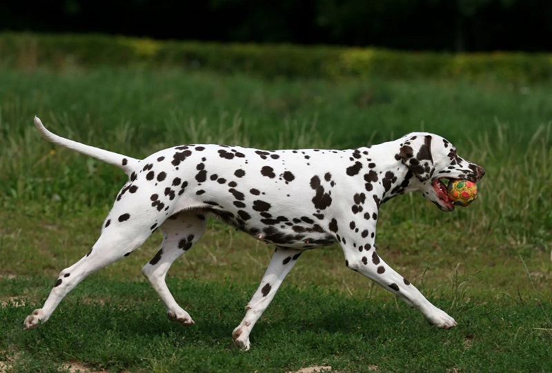 Chó đốm Dalmatian