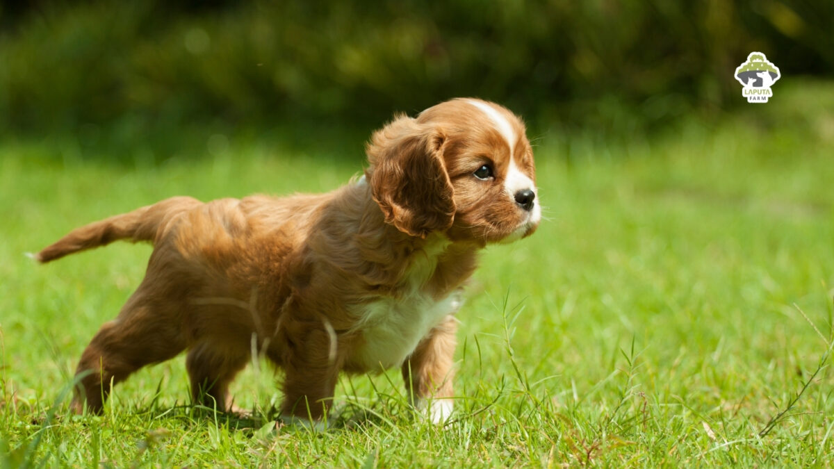 Chó Cavalier King Charles Spaniel