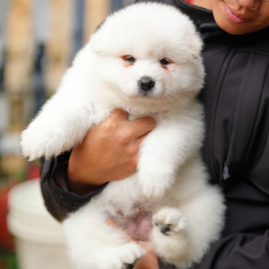Dolly