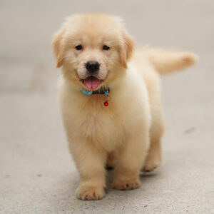 Darcy