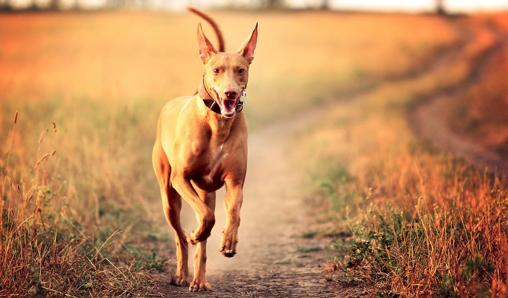 Pharaoh Hound