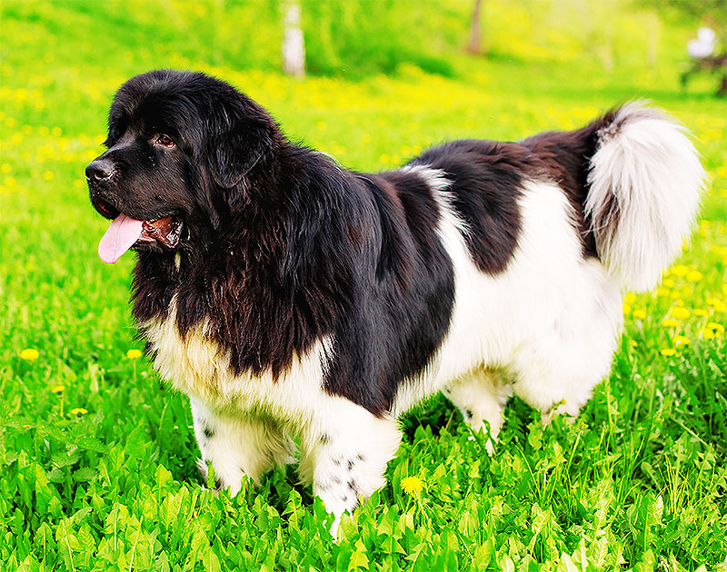 Chó Newfoundland
