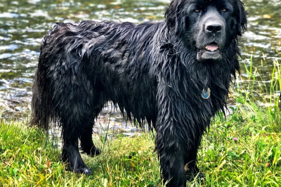 Chó Newfoundland