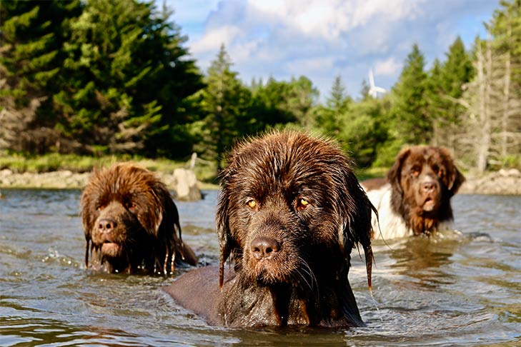 Chó Newfoundland