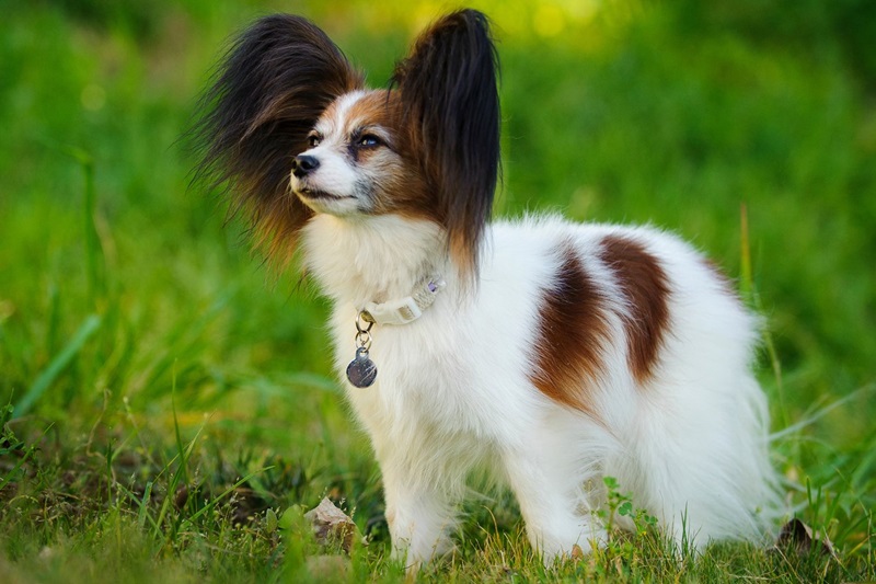 Chó bướm Papillon