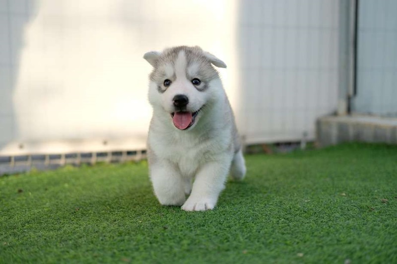 Chó Pomsky 