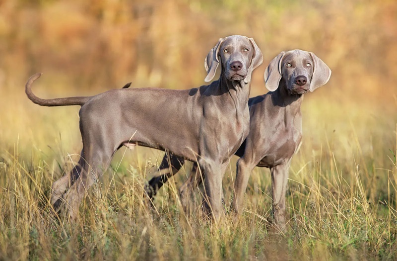 Chó Weimaraner