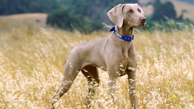 Chó Weimaraner