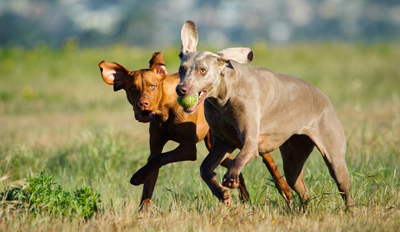 Chó Weimaraner
