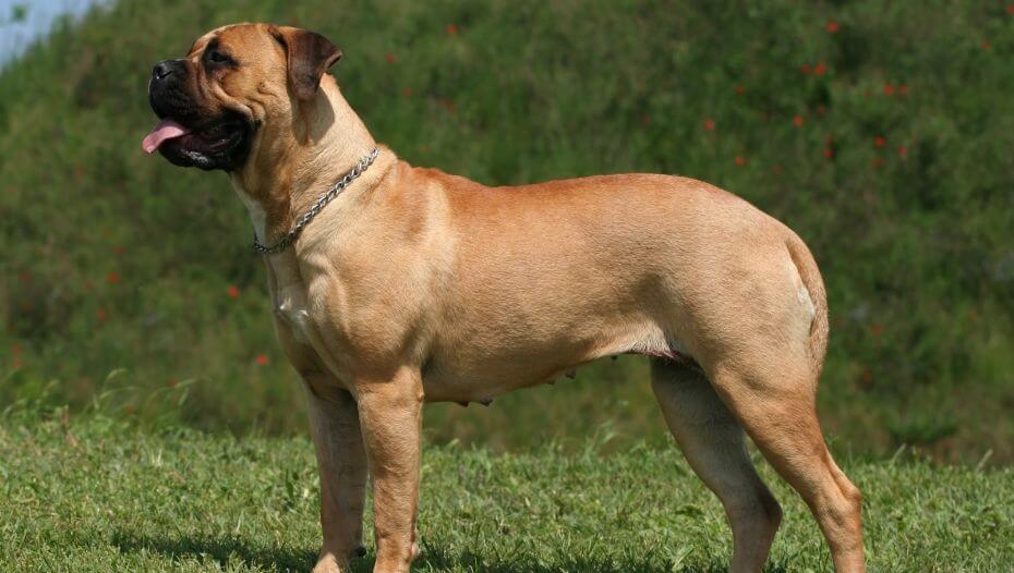 English Mastiff