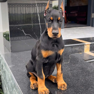 Chó Doberman giá bao nhiêu tiền? Địa chỉ mua TP HCM