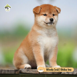 Windy