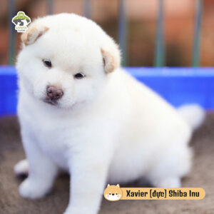 Xavier