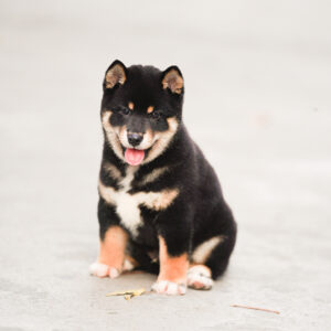 Zak