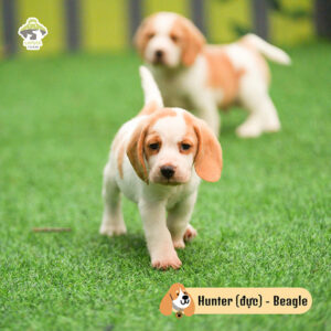 Hunter