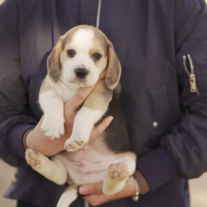 Leon
