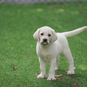 Heli