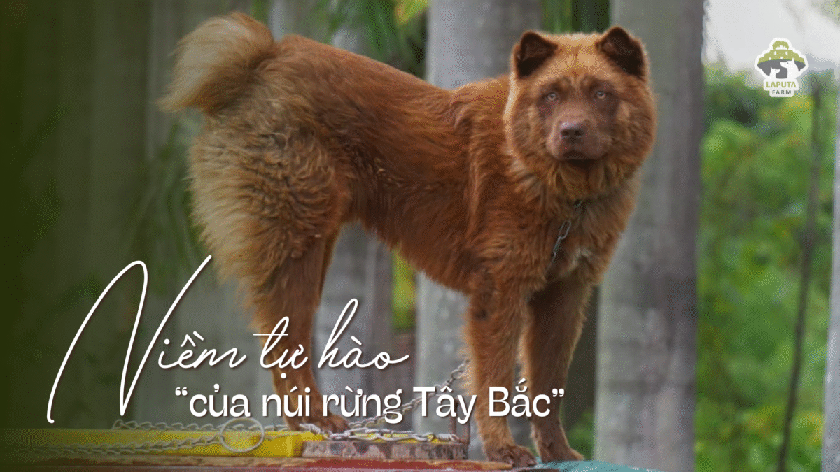 Chó Mông Cộc