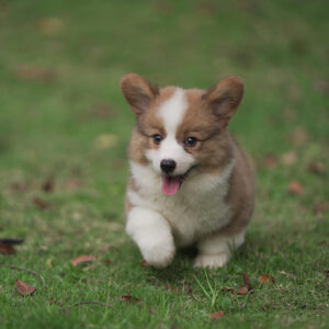 Evie