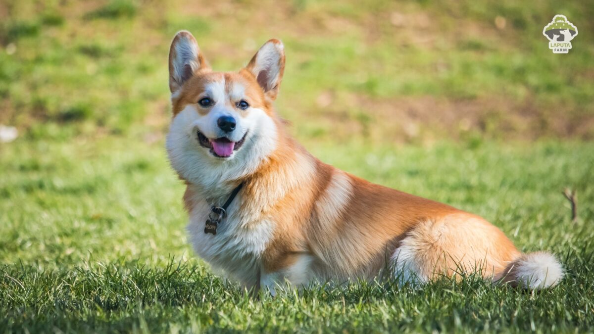 Chó Corgi