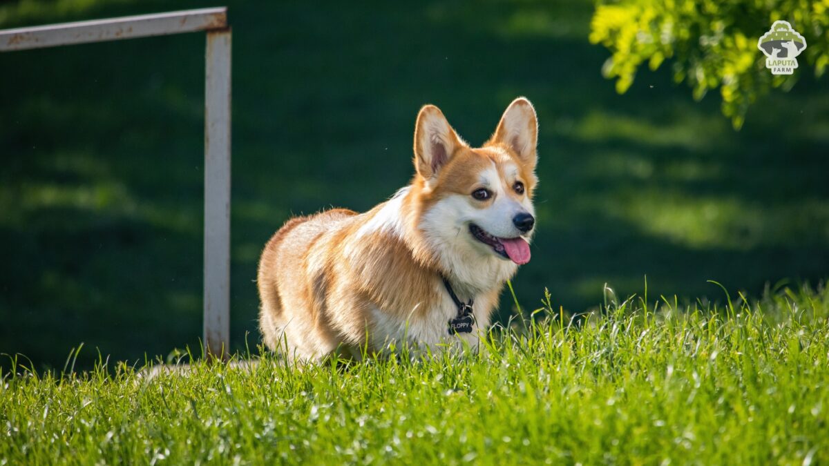 Chó Corgi
