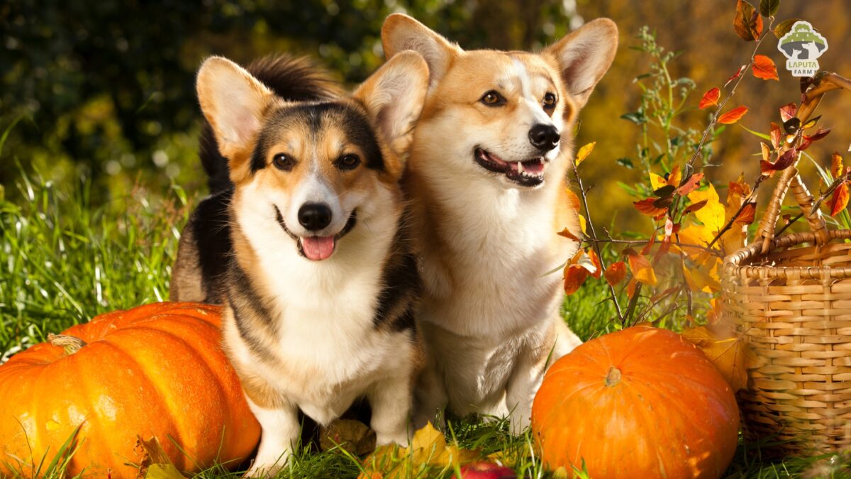 Chó Corgi