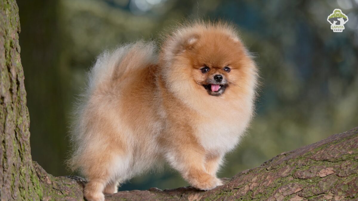 Chó Phốc sóc Pomeranian