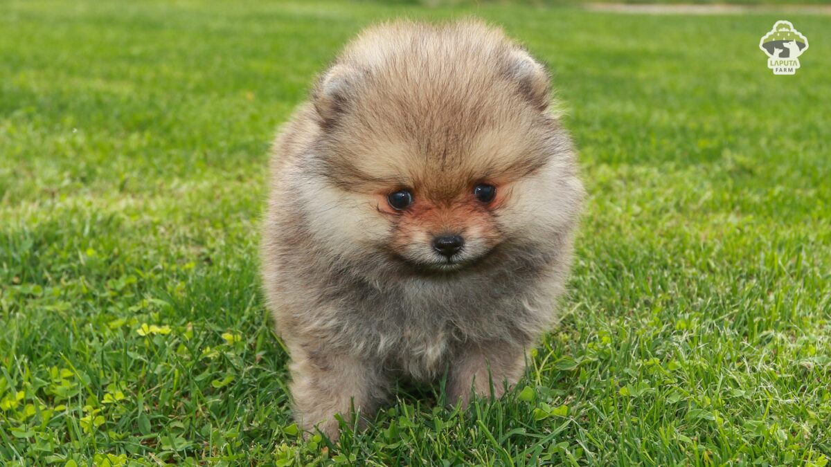Chó Phốc sóc Pomeranian