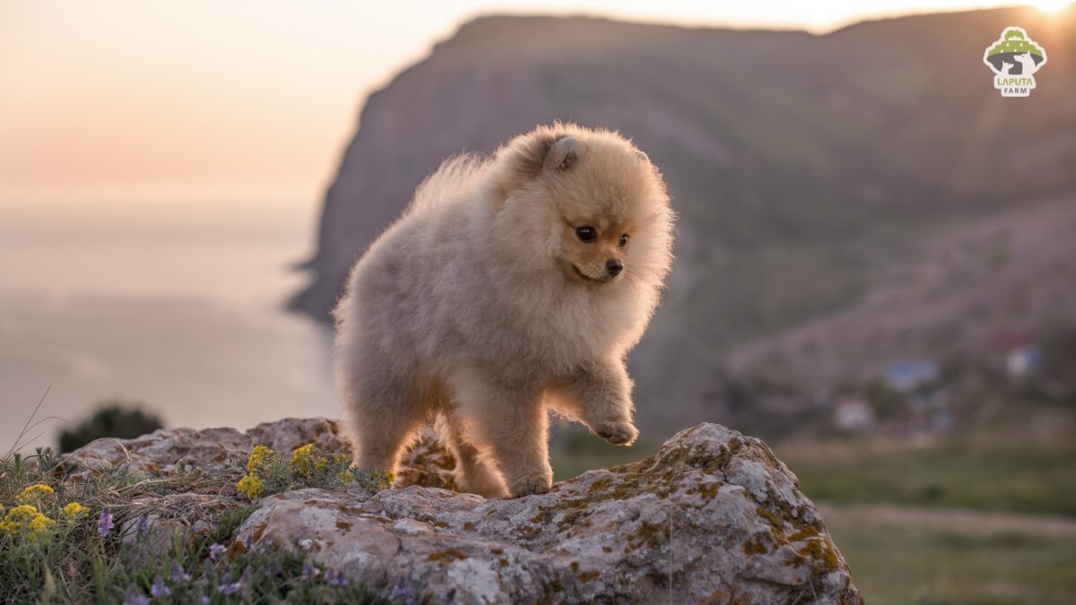 Chó Phốc sóc Pomeranian