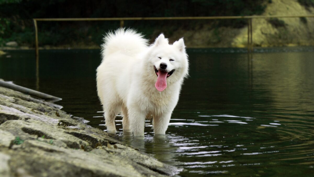 Giống chó Samoyed