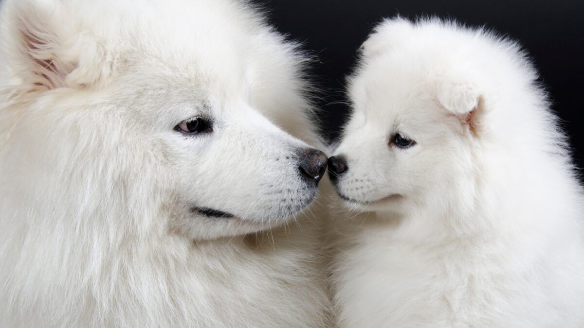 Giống chó Samoyed