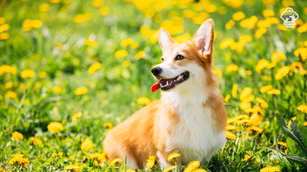 Chó Corgi