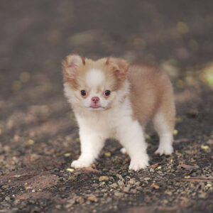 Foster