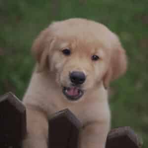 Rockie