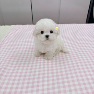 Cookie