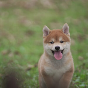 Haru