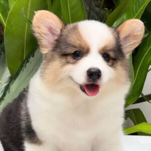 Miko